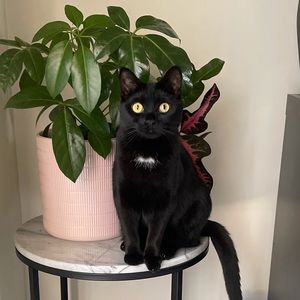 Meet your Posher, Rosalind